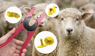 Владельцам мелкого рогатого напоминаем о необходимости маркирования и учёта мелкого рогатого скота