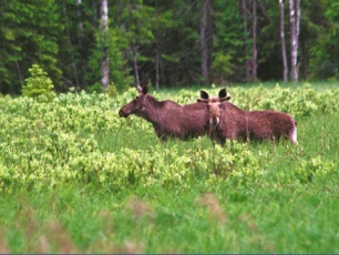 Уведомление о проведении общественных обсуждений Предварительных материалов, обосновывающих лимит и квоты (объем) добычи охотничьих ресурсов на территории Пермского края на период с 01 августа 2023 года до 01 августа 2024 года
