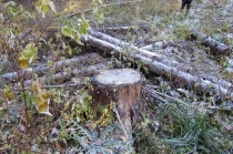 В Пермском крае осуждены два «черных» лесоруба, спиливших около тысячи деревьев почти на 23 млн рублей 