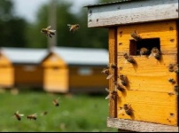 Пчеловодов личных подсобных хозяйств (ЛПХ) и крестьянско - фермерских хозяйств (КФХ) приглашают на совещание с ГБУВК «Нытвенская СББЖ» Юсьвинской участковой ветеринарной лечебницей