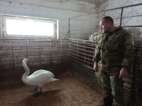 Спасённого лебедя передали в КФХ "Любимая ферма"