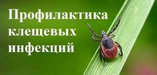 Управление Роспотребнадзора напоминает: лучшая специфическая профилактика клещевого энцефалита – это вакцинация