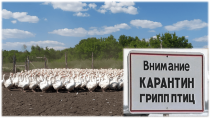 В Прикамье выявили высокопатогенный грипп птиц. Памятка для владельцев домашней птицы