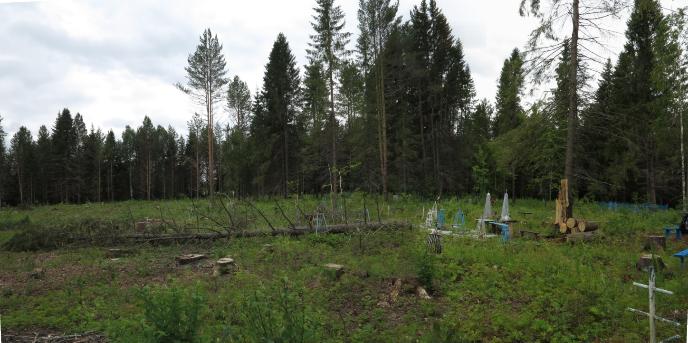 В Кудымкаре вынесен приговор по делу о незаконной рубке деревьев