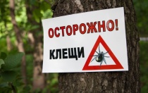 В Пермском крае продолжает оставаться напряженной эпидемиологическая ситуация по инфекциям, передающимся клещами
