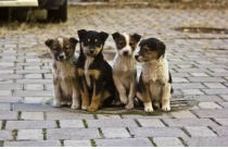 5 июня на территории Юсьвинского муниципального округа проводится отлов собак